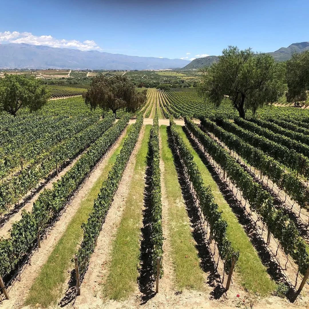 Viñedos en Tarija